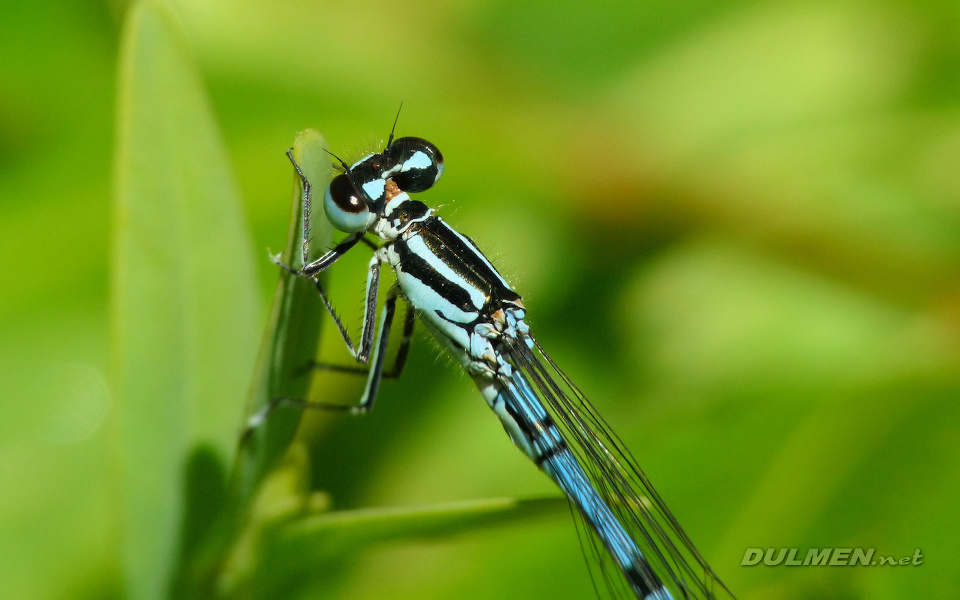 Azure Bluet (Male, Coenagrion puella)